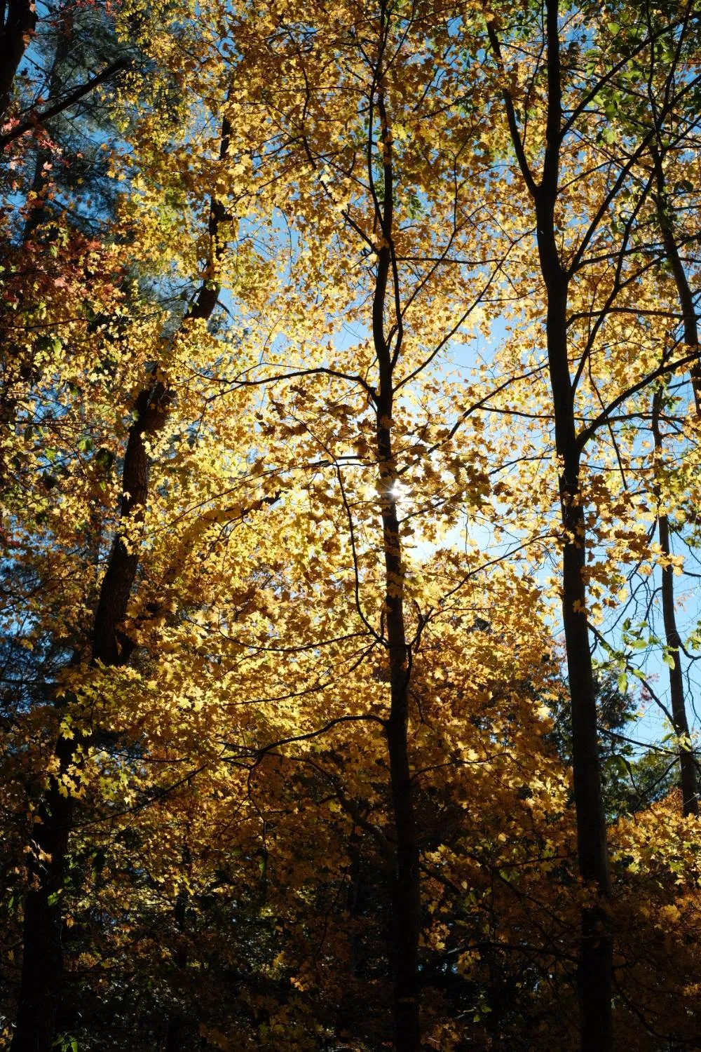 A maple canopy turning gold against a clear blue sky