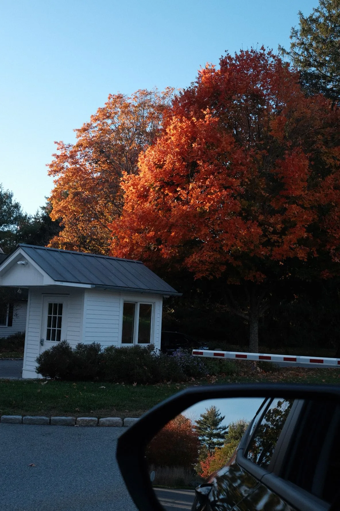 A guard booth beneath a maple in full red